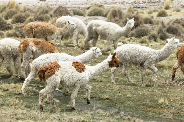 Lamas dans les Andes au Pérou