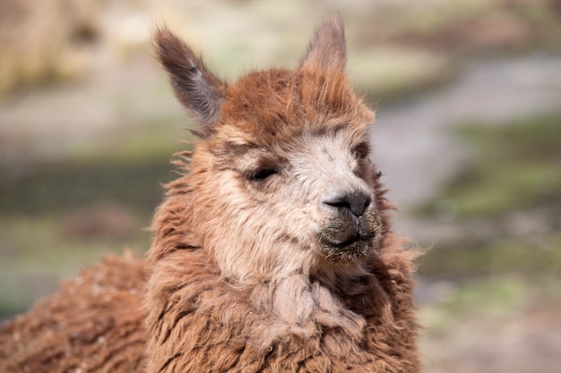 Lamas dans les Andes au Pérou