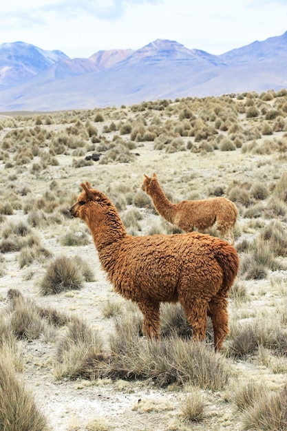 Lamas dans les Andes au Pérou