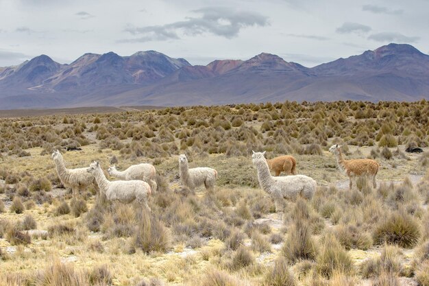 Lamas dans les Andes, montagnes, Pérou