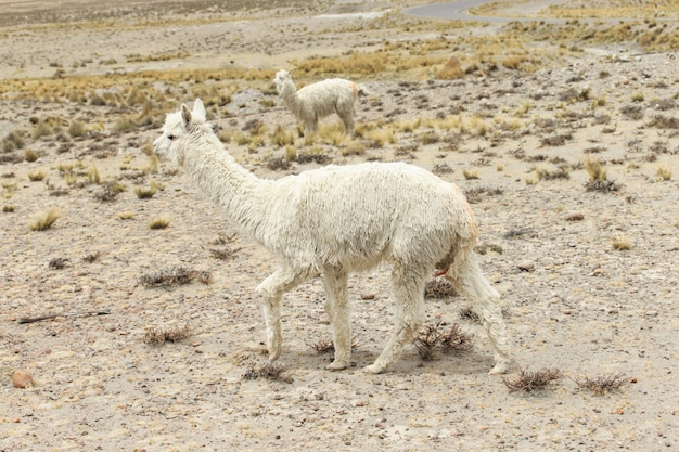 Lamas dans les Andes, montagnes, Pérou