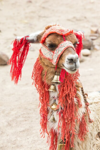 Photo lamas dans les andes, pérou