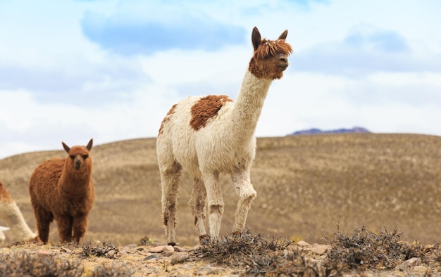 Lamas dans la Cordillère des Andes PeruxAxA