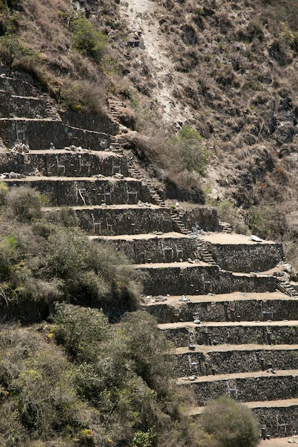 Lamas du secteur en ruines de Choquequirao Pérou