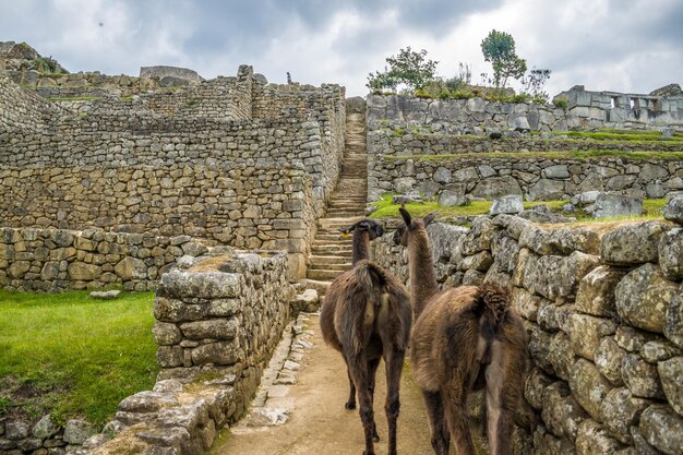 Lamas marchant devant un mur de pierre