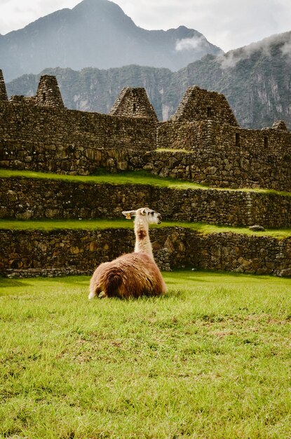 Des lamas qui paissent dans les champs