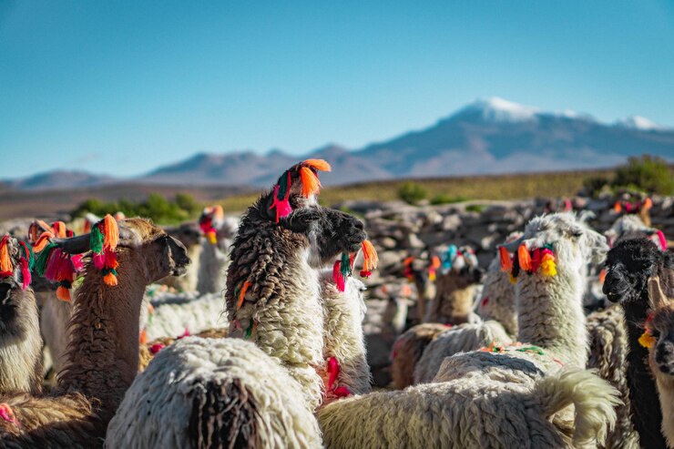 Photo les lamas sur le terrain
