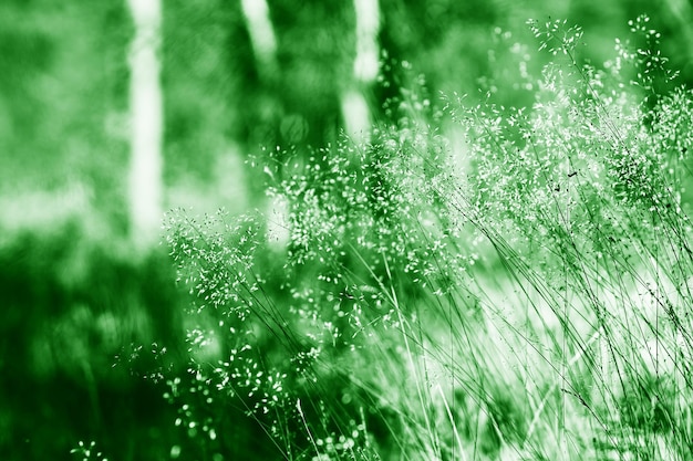 Lames d'herbe vives d'été en fond de lumière du jour hd