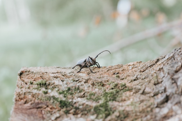 Lamia textor - insecte scarabée tisserand sur une écorce d'arbre