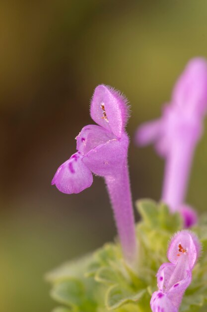 Lamium amplexicaule (Purple Dragon) fleur