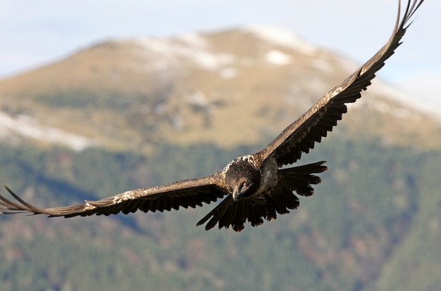 Lammergeier. Gypaetus barbatus