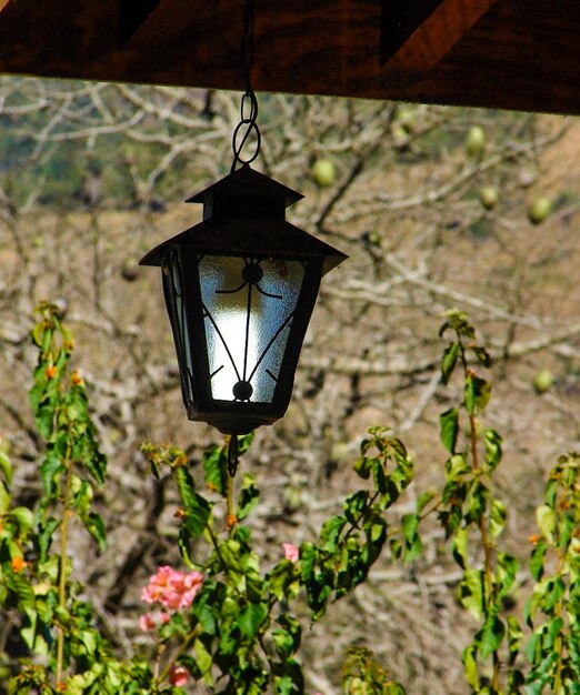 une lampe allumée avec des feuilles derrière