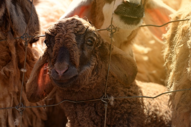 Lampe brune dans le portrait de la ferme à la recherche et souriant à la caméra