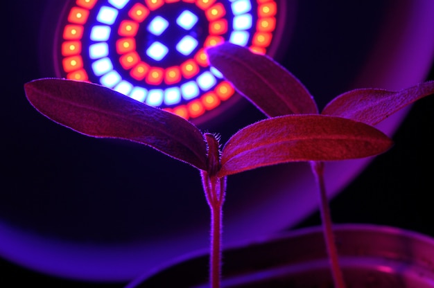 Lampe LED pour la culture de plantes pour l'agriculture, Phytolamps. Plantes d'intérieur sous la lampe fito.