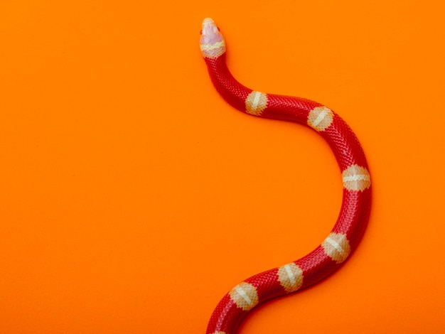 Lampropeltis triangulum, communément appelé serpent de lait ou couleuvre tachetée, est une espèce de couleuvre royale.