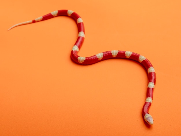 Lampropeltis triangulum, communément appelé serpent à lait ou couleuvre tachetée, est une espèce de couleuvre royale.