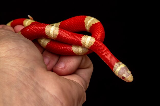 Lampropeltis triangulum, communément appelé serpent à lait ou couleuvre tachetée, est une espèce de couleuvre royale.