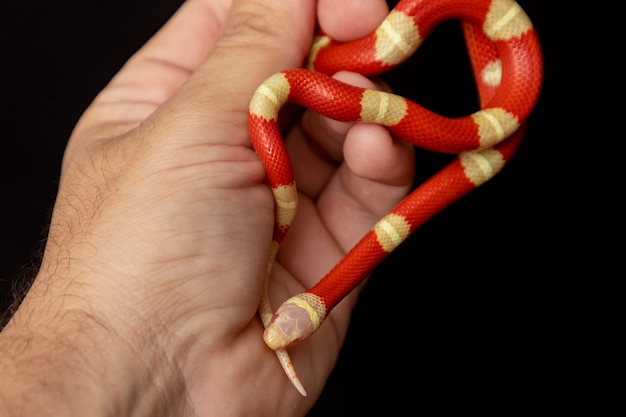 Lampropeltis triangulum, communément appelé serpent à lait ou couleuvre tachetée, est une espèce de couleuvre royale.