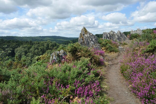 La lande de Liscuis en Bretagne