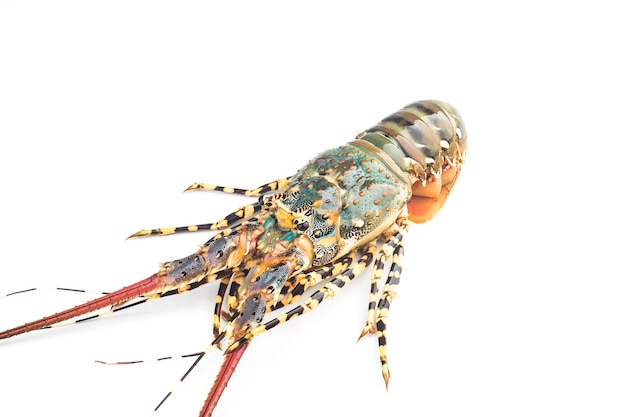 Langouste fraîche isolée sur fond blanc, Palinurus vulgaris