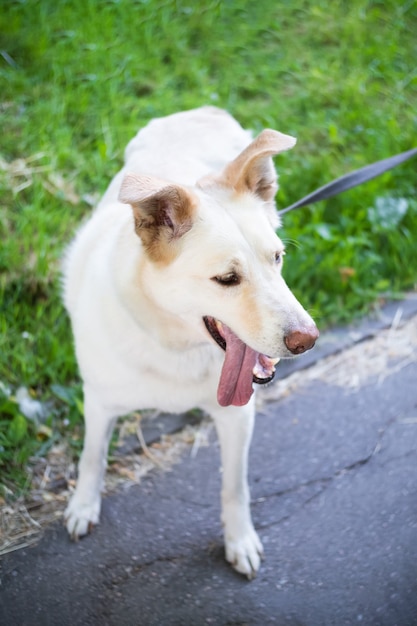 La langue de chien blond marche en laisse sur une route goudronnée sur fond de verdure.