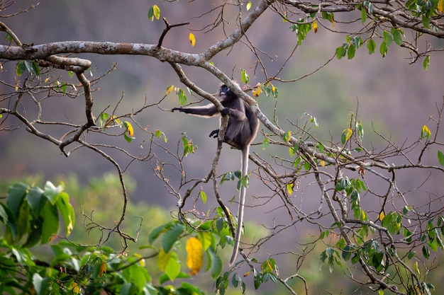 Langur sombre (Langur à lunettes) (Trachypithecus obscurus) au parc national de Kaeng Krachan