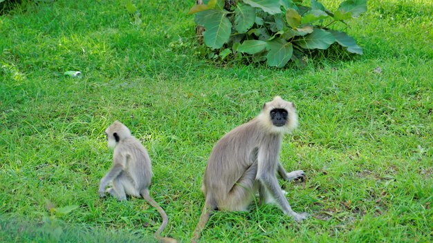 Langurs gris femelles également appelés singes Hanuman ou Semnopithecus avec leur bébé espiègle