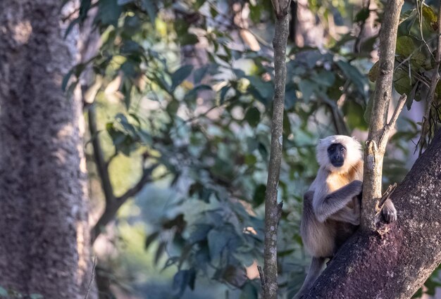 Photo langurs gris ou hanuman langurs semnopithecus assis sur un arbre avec un ourson dans la réserve de tigres de corbett