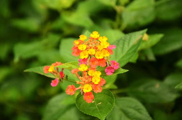 Lantana camara dans le parc