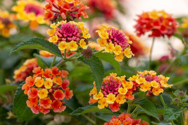 Lantana camara fleur