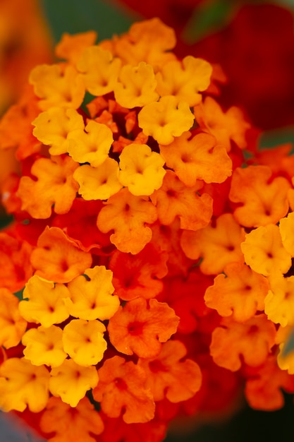 Lantana camara fleur