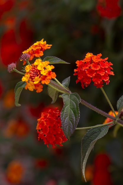 Lantana camara fleur