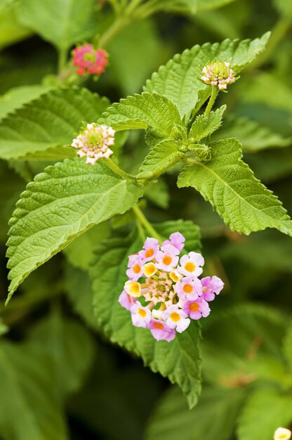 Photo lantana camara flovers