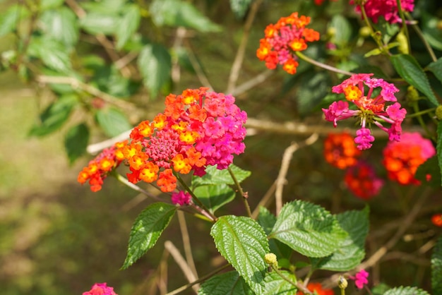 Lantana camara lantana commune est une espèce de plante à fleurs de la famille des verveines Verbenaceae