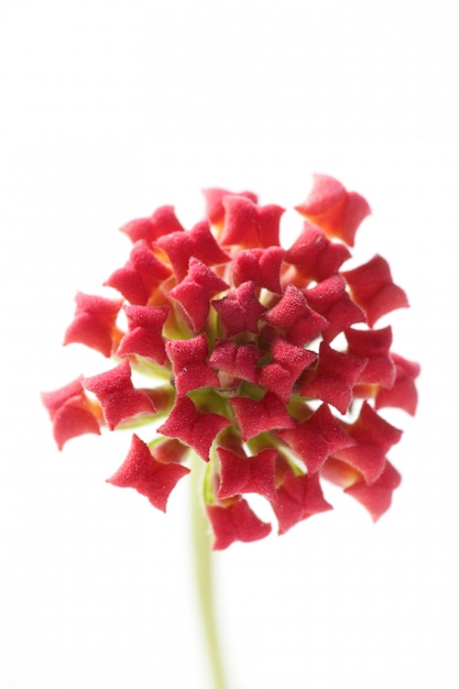 Lantana petite fleur