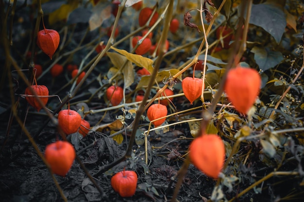 Lanterne Chinoise Winter Cherry Gigantea