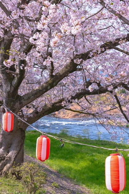 Lanterne avec fleurs de cerisier au printemps journée ensoleillée au Japon