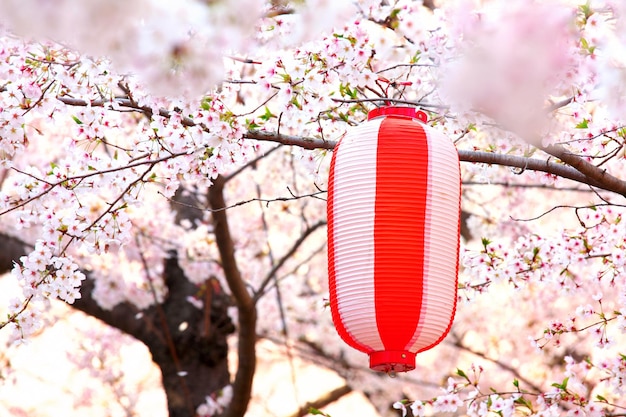 Lanterne japonaise avec sakura