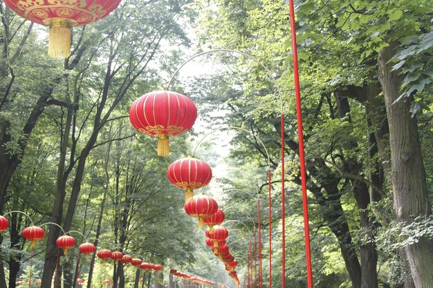 Lanternes chinoises dans un parc en Pologne Varsovie