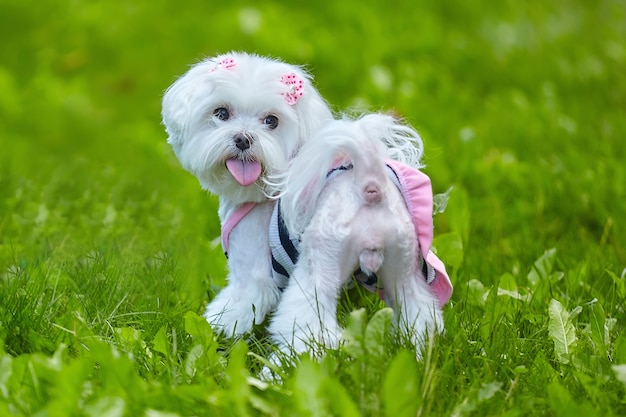 Lapdog maltais dans le parc