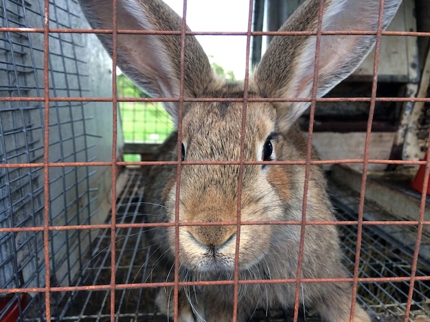 Lapin adulte brun dans une cage avec un treillis métallique, agriculture