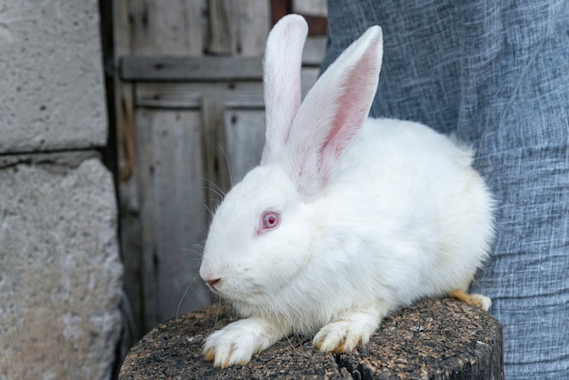 Lapin albinos de race pure. Grand lapin blanc aux yeux rouges.