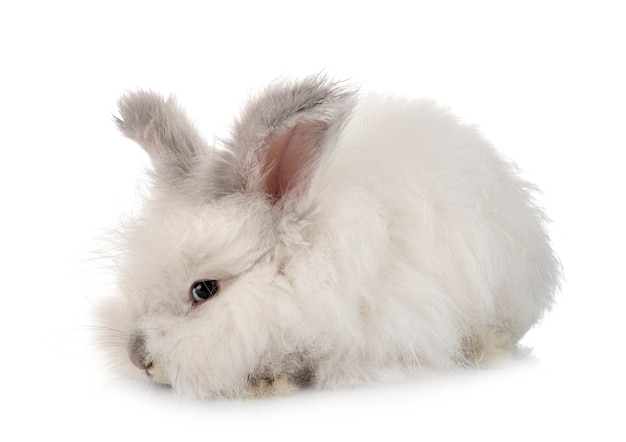 Photo lapin angora anglais