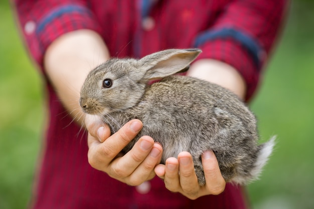 Lapin. Animal dans les mains de l'homme