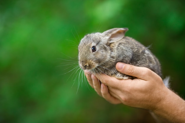 Lapin. Animal dans les mains de l'homme