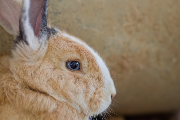 lapin, animal de lapin