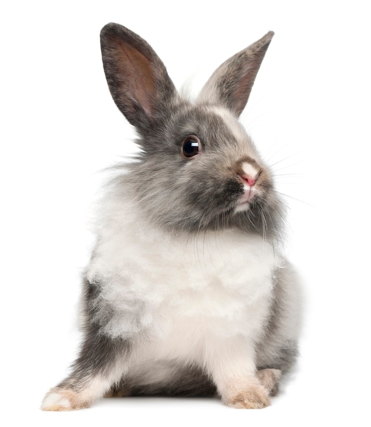 Photo lapin assis contre une surface blanche