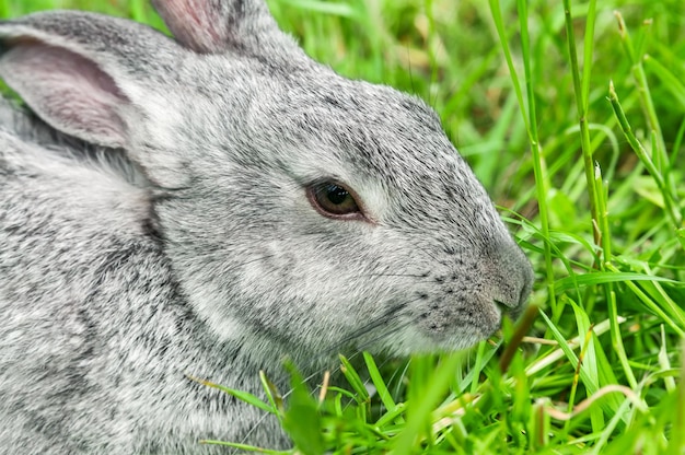 Photo un lapin assis dans l'herbe sourit à la caméra.