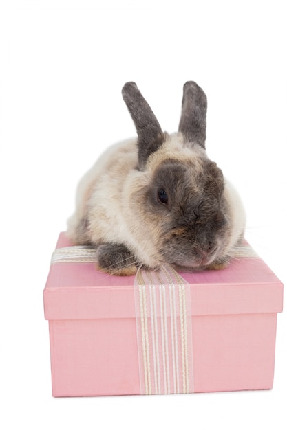 Lapin assis sur le dessus de la boîte-cadeau rose