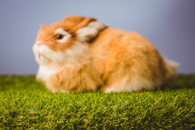 Lapin au lapin au gingembre